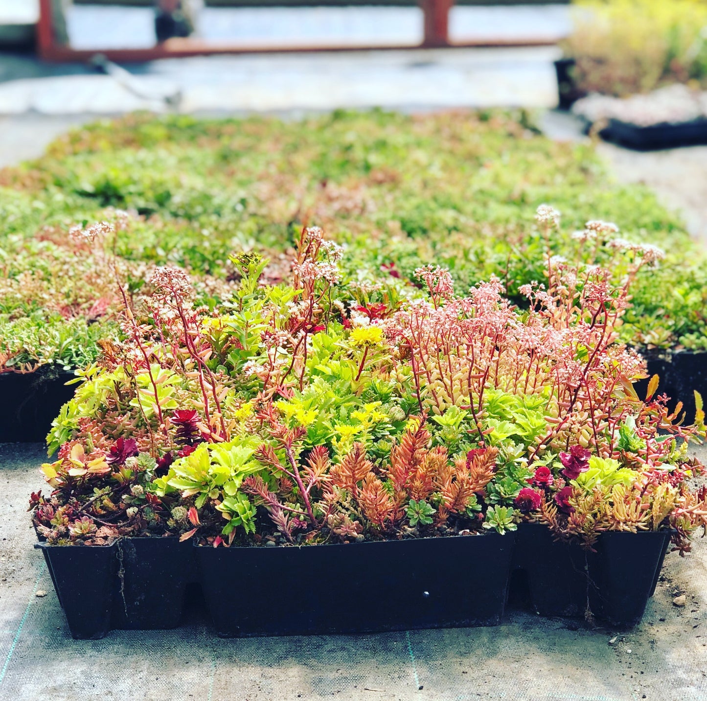 Premium S-Pod green roofing tray