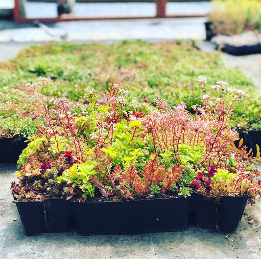 Premium S-Pod green roofing tray