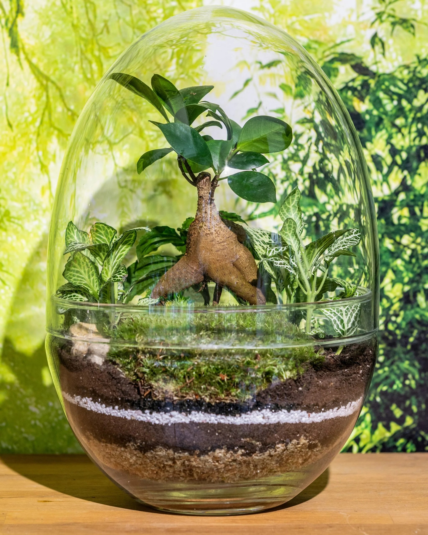 GLASS EGG _ Terrarium kit