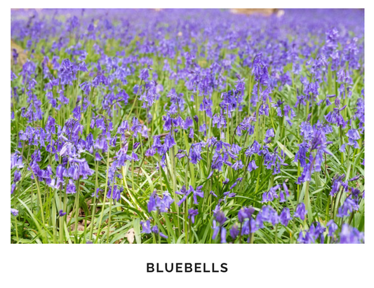 BlueBells _ Giclee Fine Art Print