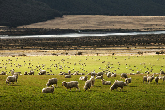 acou. Wool®: Sustainable Acoustic Panels Made from British and Regenerative New Zealand Wool