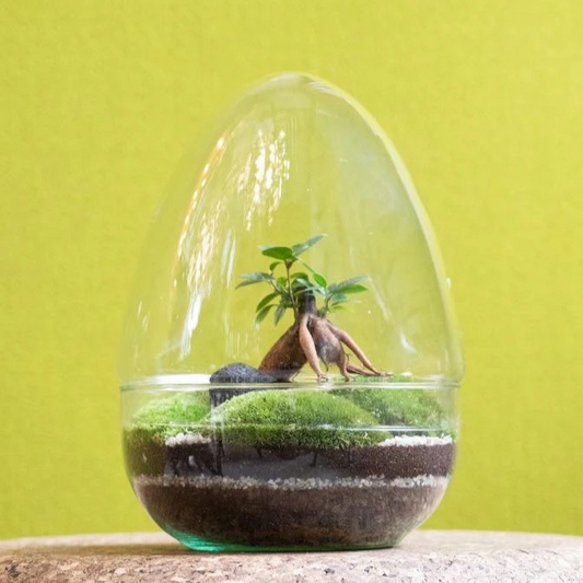 GLASS EGG _ Terrarium kit