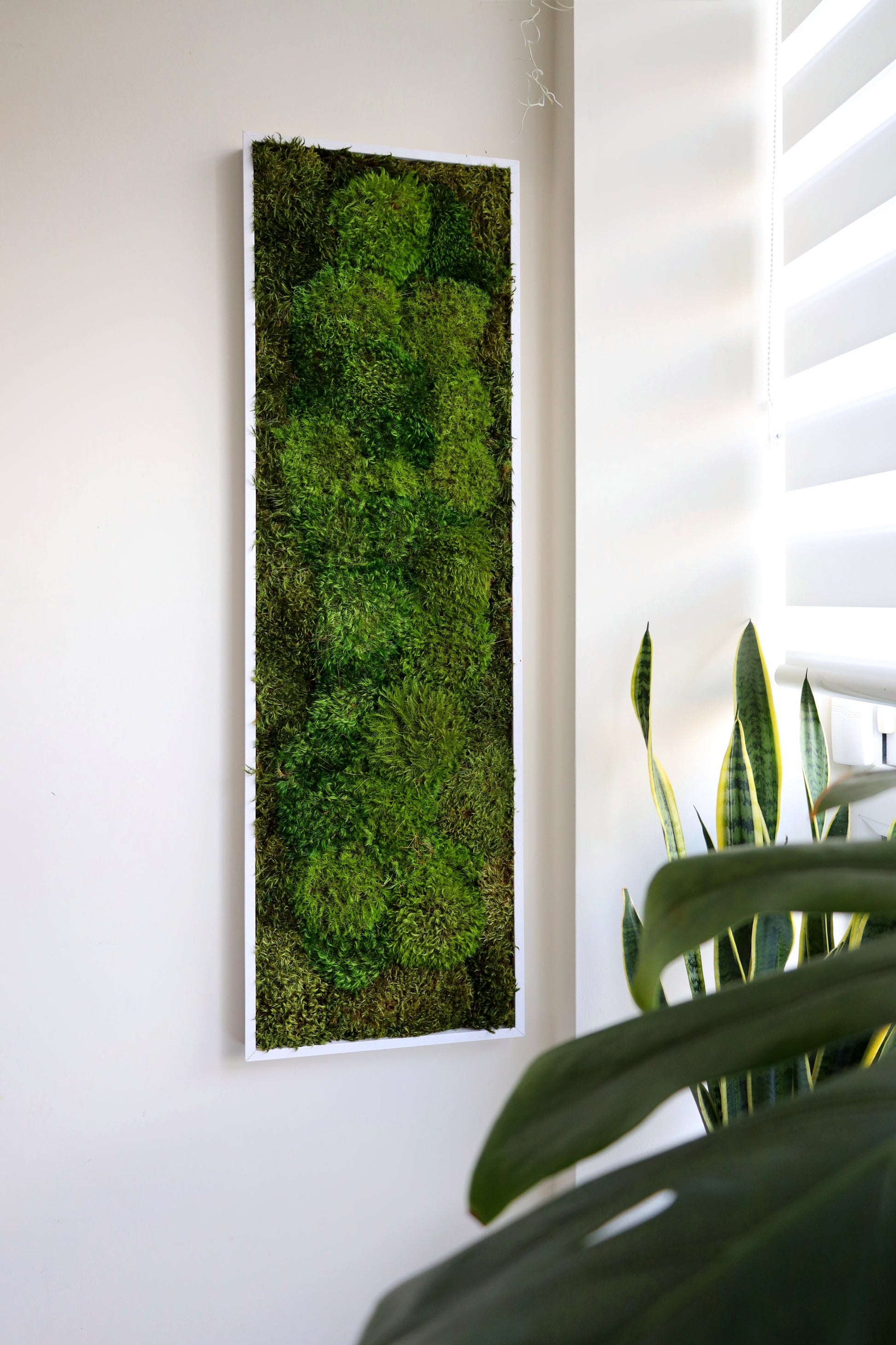 A framed artwork consisting of preserved mosses in a white wood effect frame, mounted on a wall.