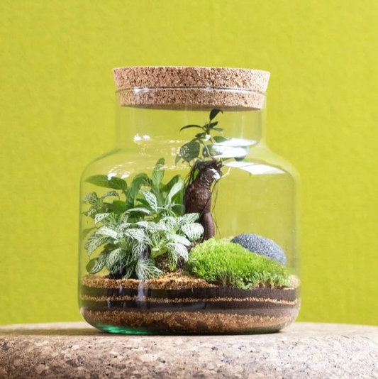 CORK JAR _ Terrarium kit