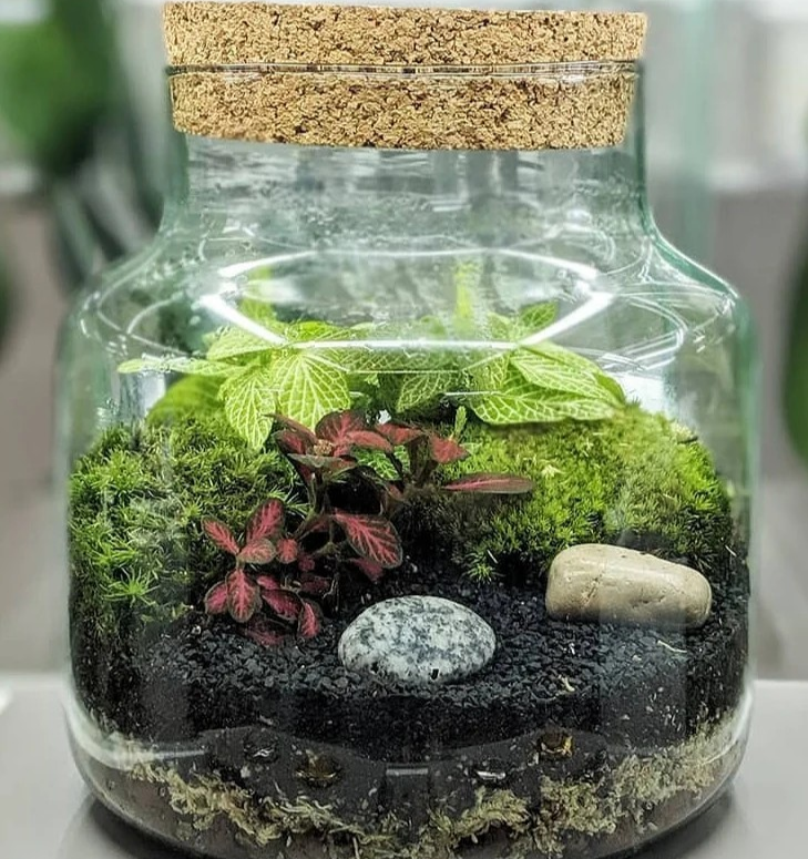 CORK JAR _ Terrarium kit