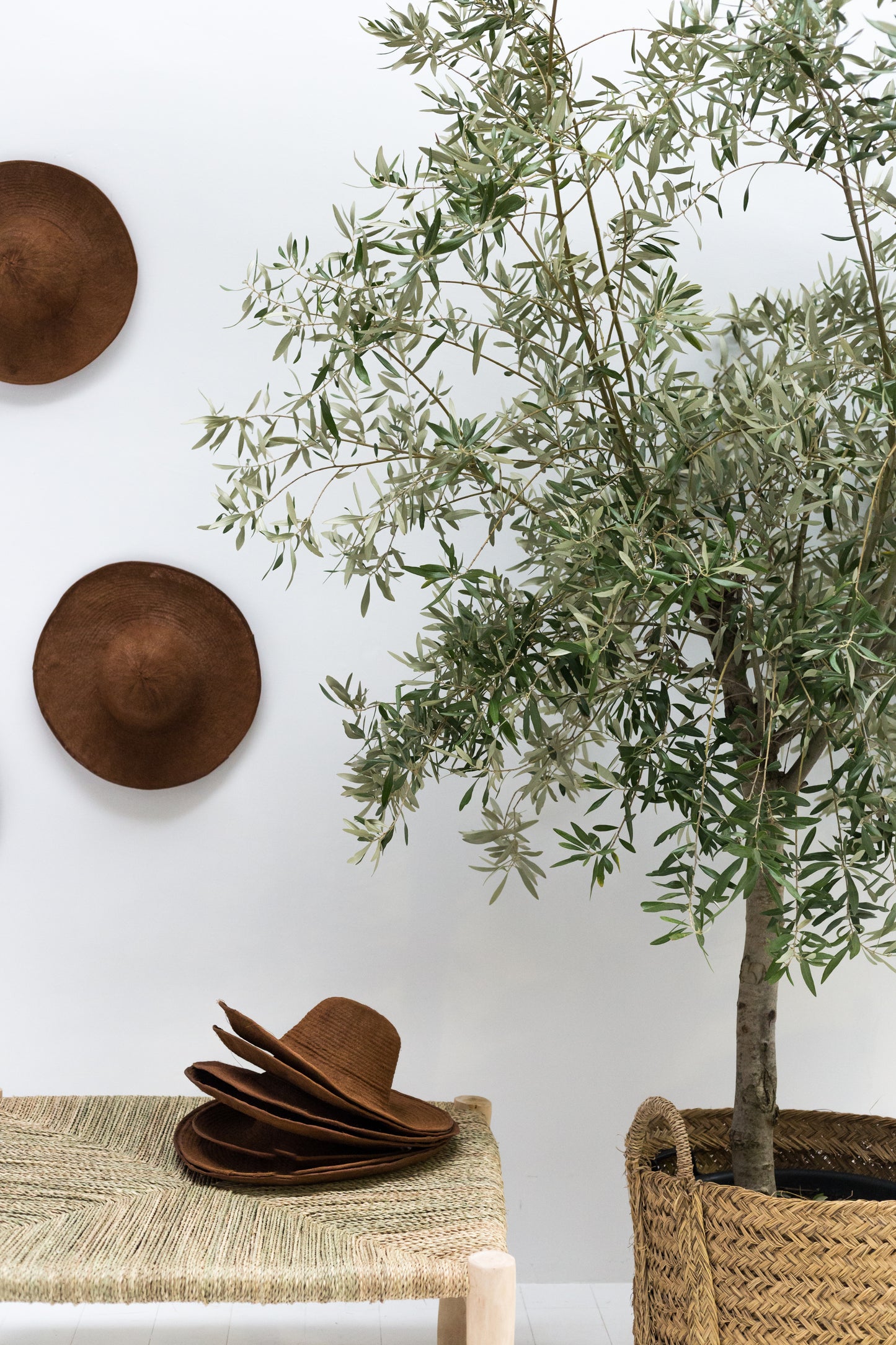 Potted olive tree next to a woven chair with hats on a white wall