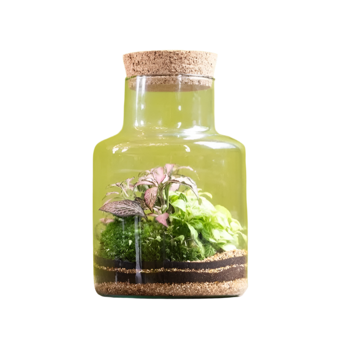 SLIM CORK JAR _ Terrarium kit