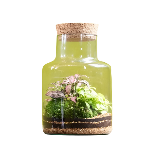 SLIM CORK JAR _ Terrarium kit