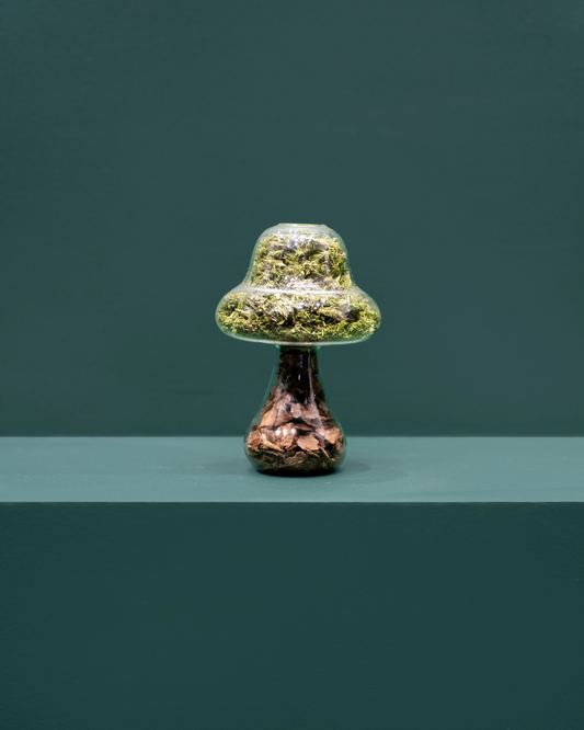 MOSS MUSHROOMS _ Tall Bark